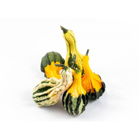 Zucca Indian Mix - Non commestibile