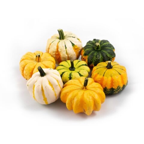 Zucca Daisy Gourd - Non commestibile