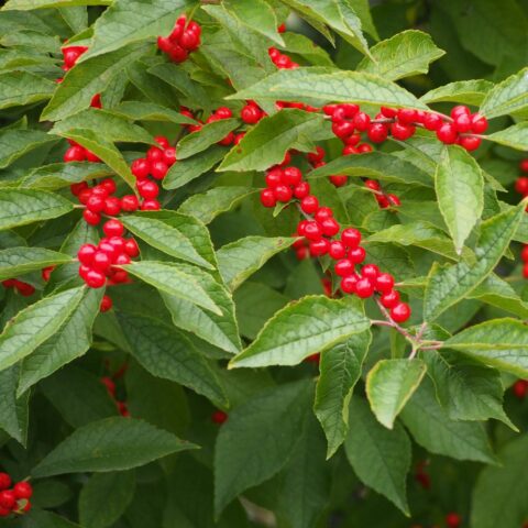 Ilex verticillata
