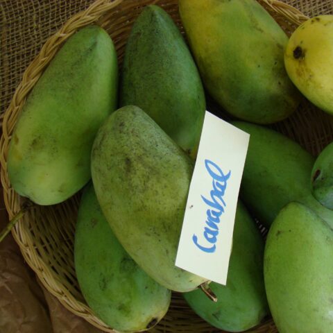 Mangifera indica "Carabao"