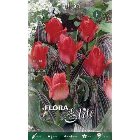Tulipano Greigii Oratorio
