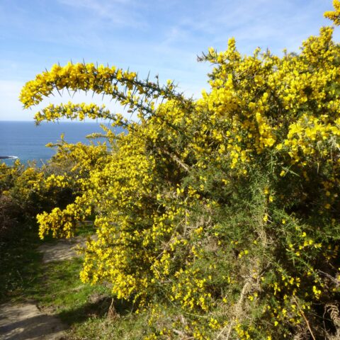 Ulex europaeus