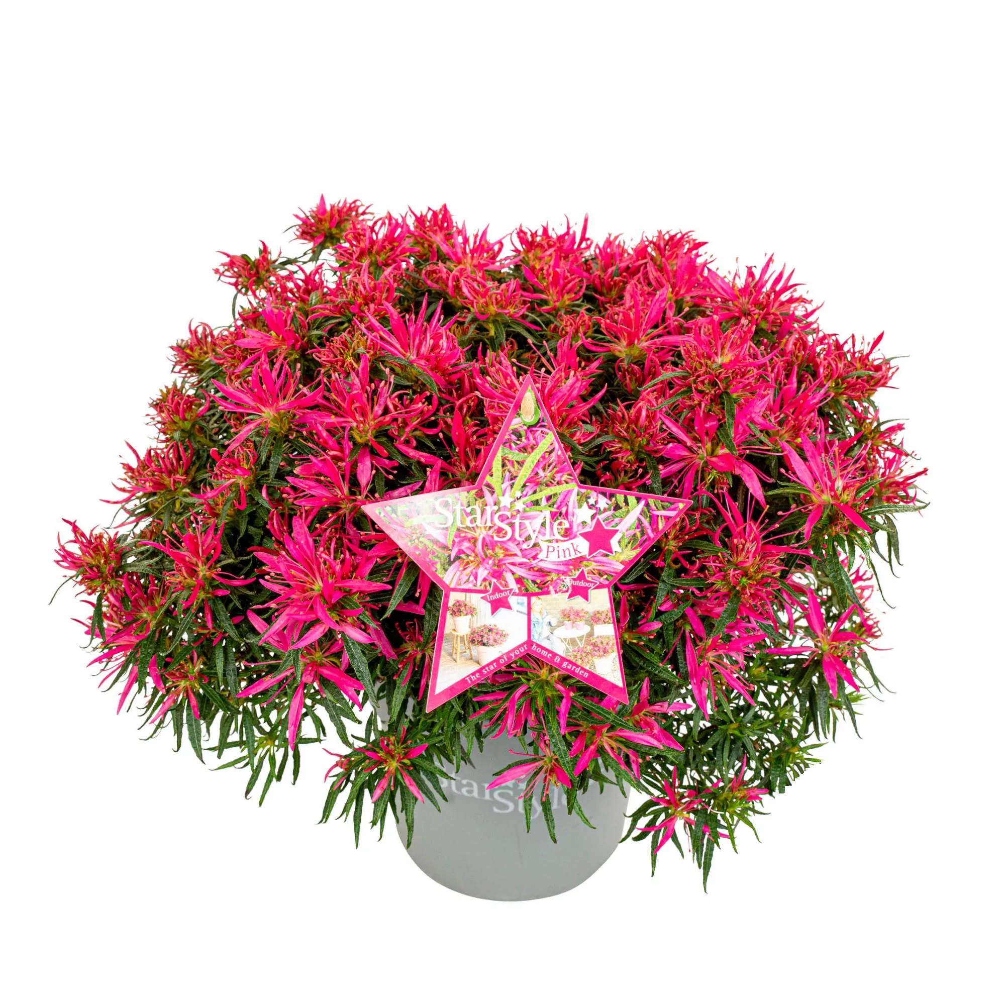 Azalea mollis "Starstyle Pink"