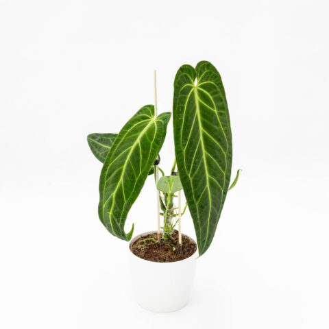 Anthurium warocqueanum