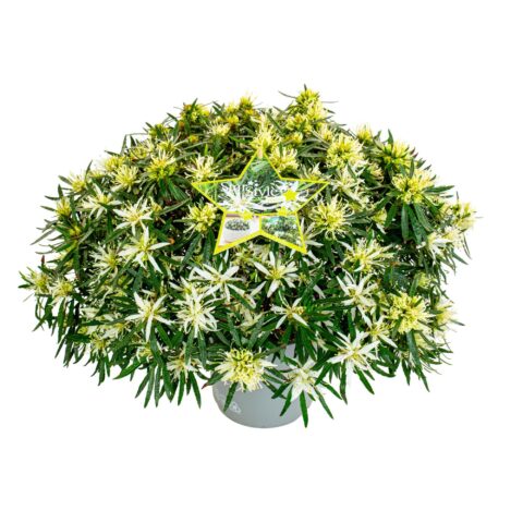 Azalea mollis "Starstyle White"