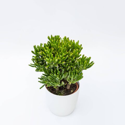 Crassula ovata "Hobbit"