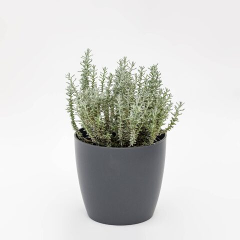 Helichrysum italicum "Aladin"