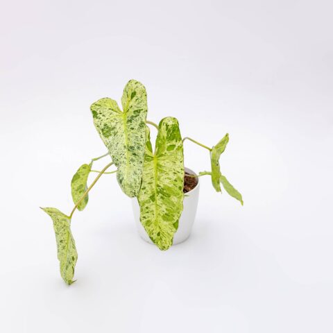 Philodendron "Paraiso Verde"