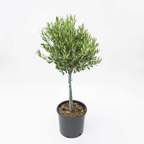 Olea europaea - alberello