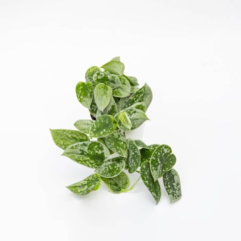 Pothos pictus "Silvery Ann"