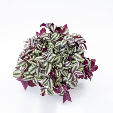 Tradescantia zebrina