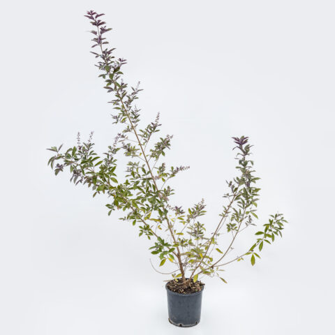 Vitex trifolia "Purpurea"