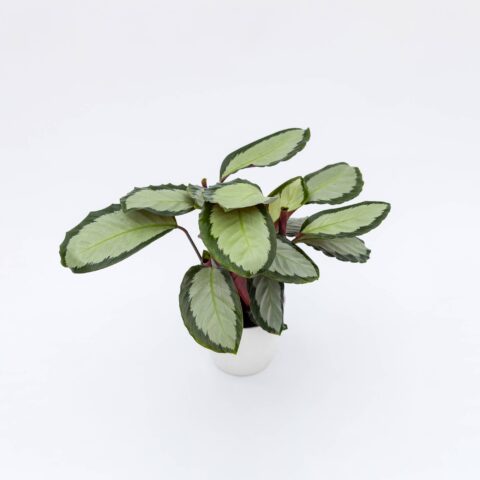 Calathea picturata "Argentea"