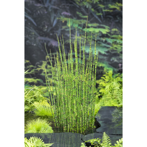 Equisetum hyemale