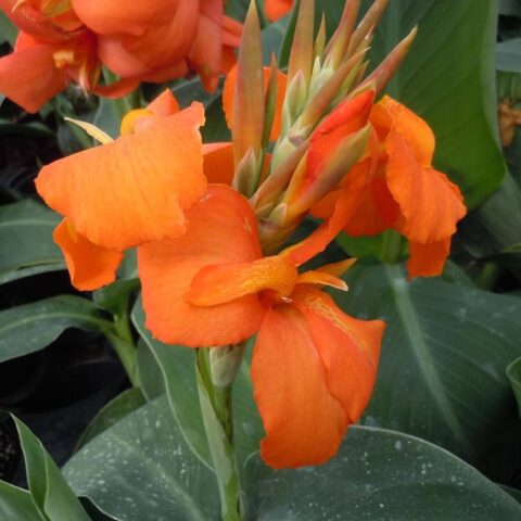 Canna indica "Cannova Orange Shades"