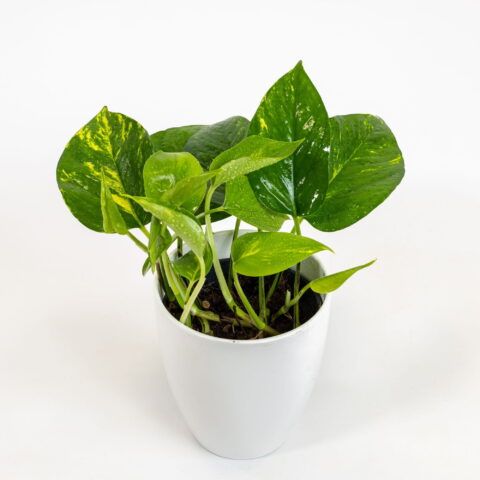 Pothos aureus