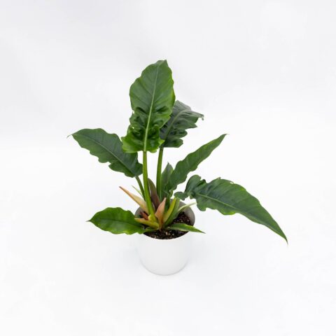 Philodendron "Narrow Escape"