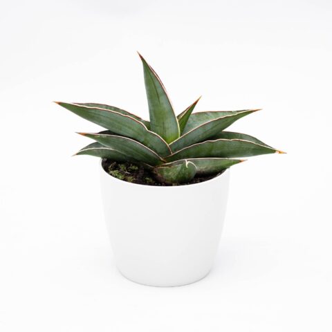 Sansevieria "Almond Silver"