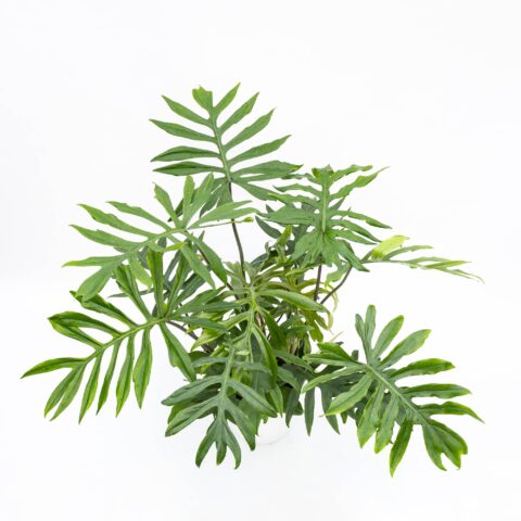 Philodendron mayoi
