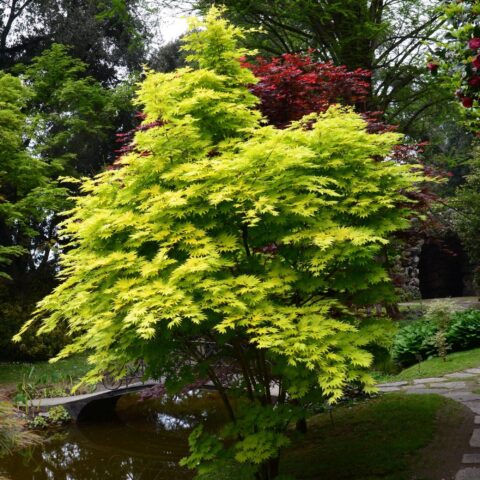 Acer shirasawanum "Jordan"