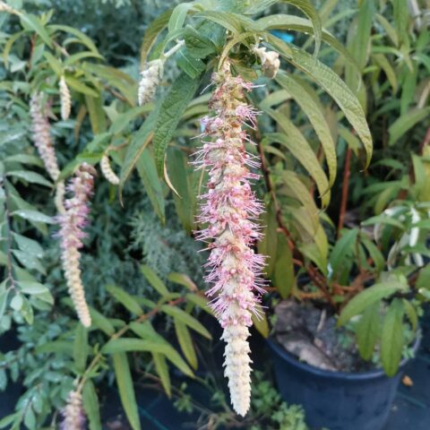 Comanthosphace dependens
