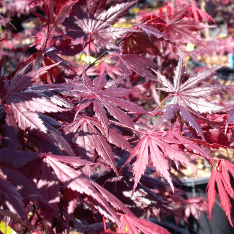 Acer palmatum "Trompenburg"