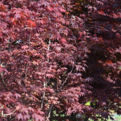 Acer palmatum "Bloodgood"