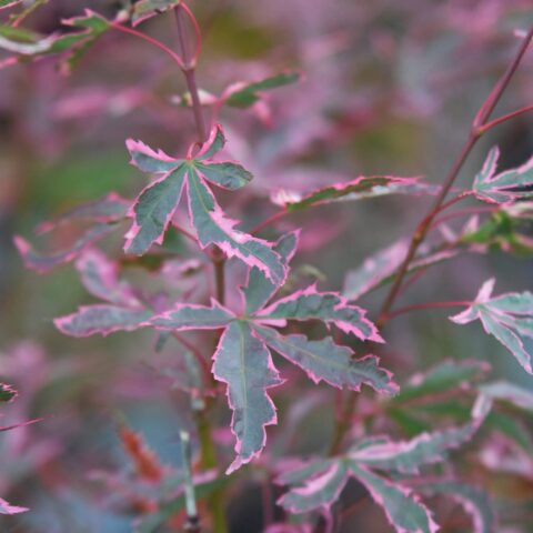 Acer palmatum "Butterfly"
