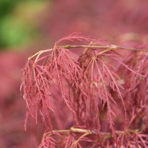 Acer palmatum "Dissectum Ornatum"