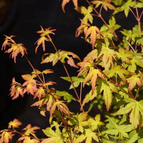Acer palmatum "Bi Hoo"