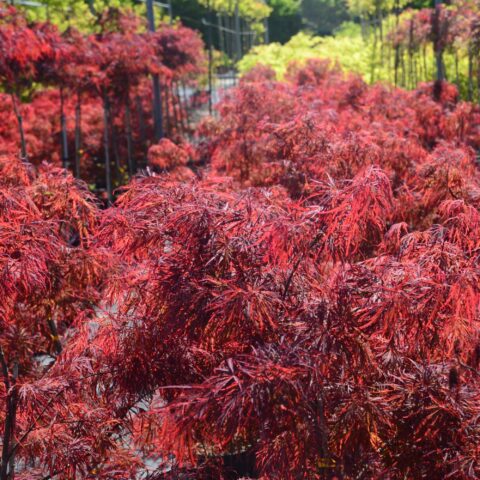 Acer palmatum "Dissectum Garnet"