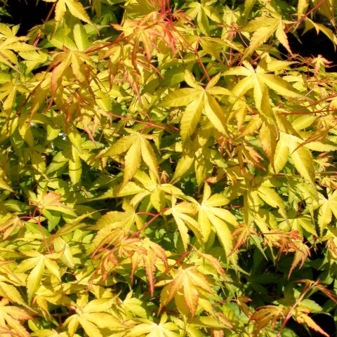 Acer palmatum "Katsura"
