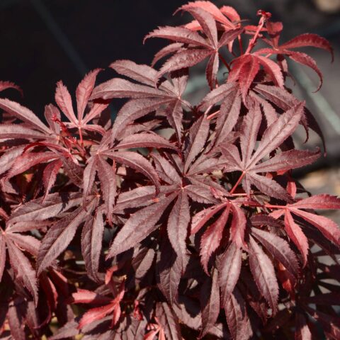 Acer palmatum "Shaina"