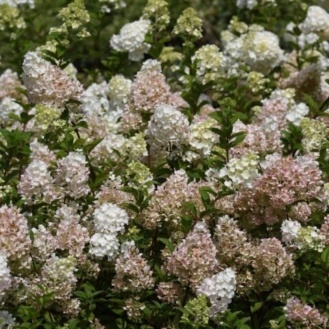 Hydrangea paniculata "Sundae Fraise"