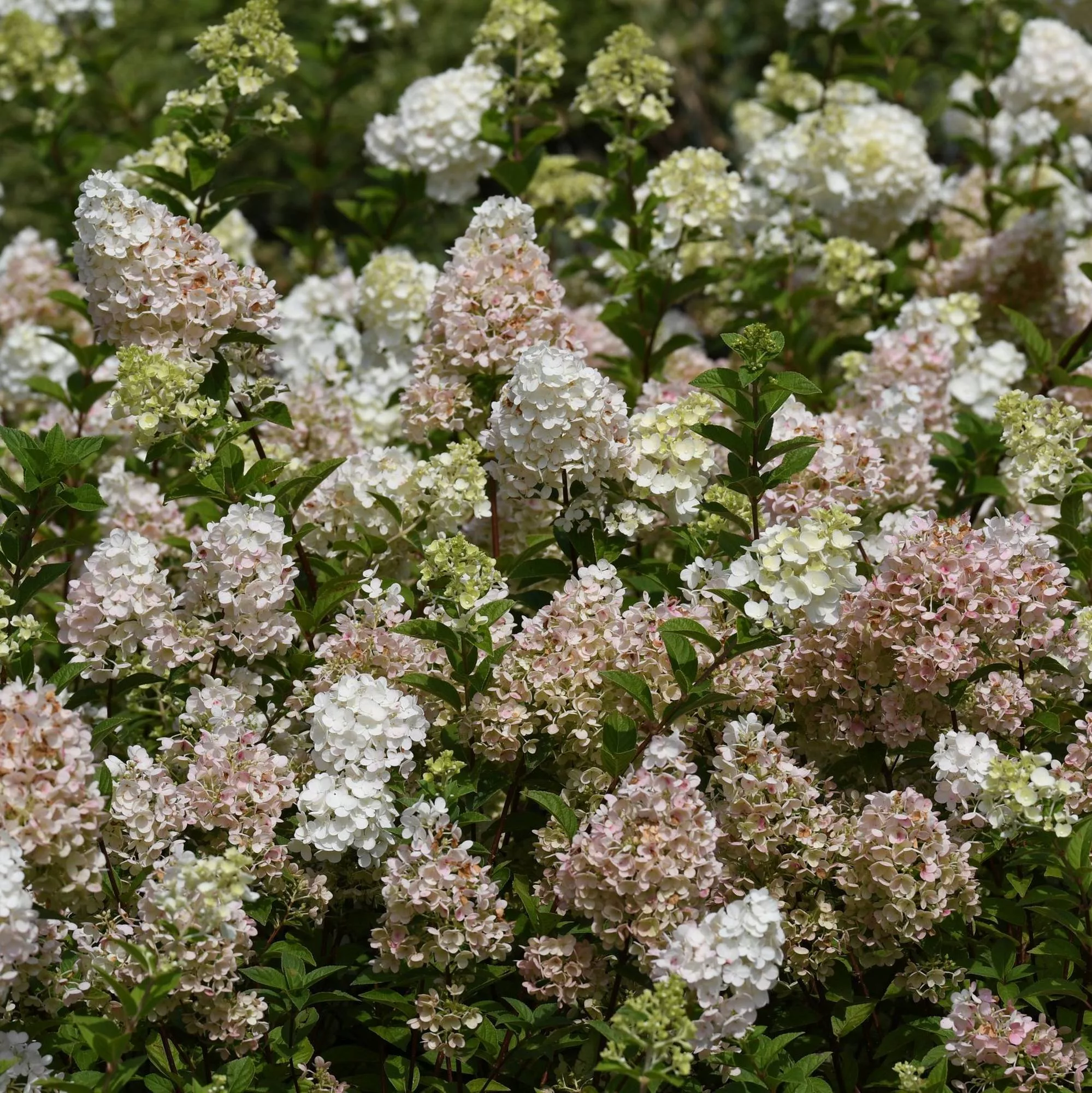 Hydrangea paniculata "Sundae Fraise"