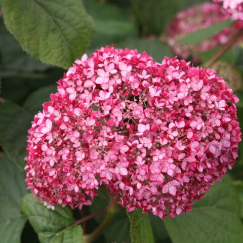 Hydrangea arborescens "Pink Annabelle"