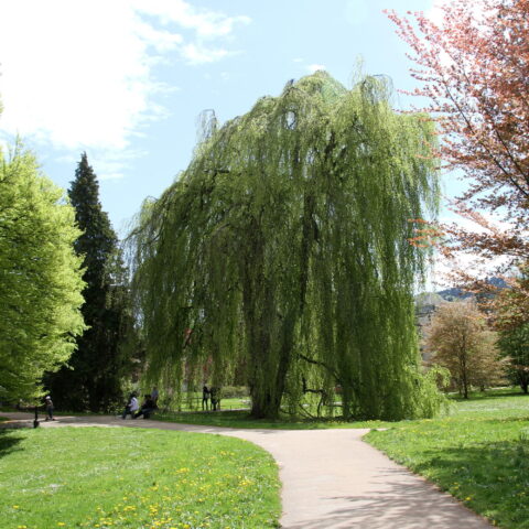 Fagus sylvatica "Pendula"