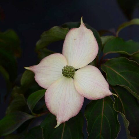 Cornus kousa "Cappuccino"