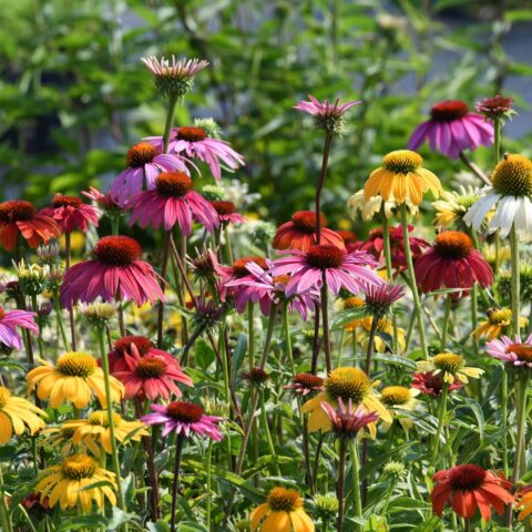Echinacea purpurea "Cheyenne Spirit"