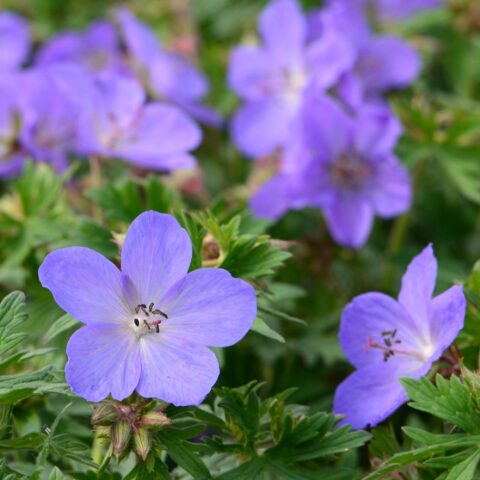 Geranium x johnsonii "Johnson's Blue"