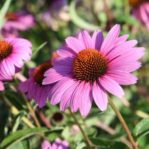 Echinacea purpurea "Magnus Superior"