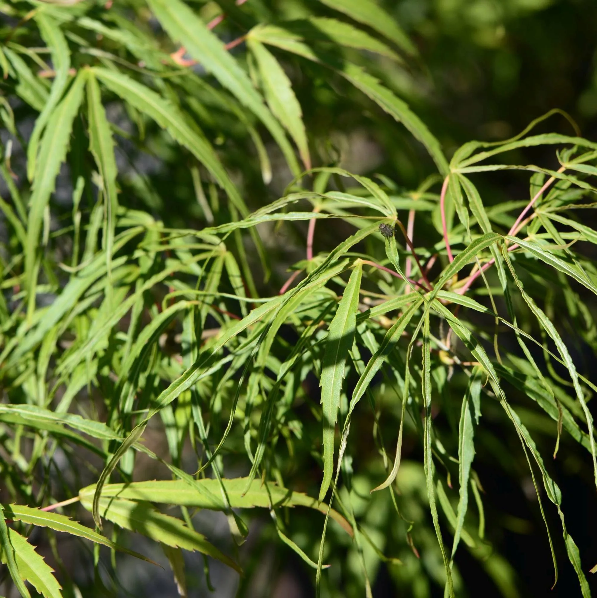 Acer palmatum "Koto-no-ito"