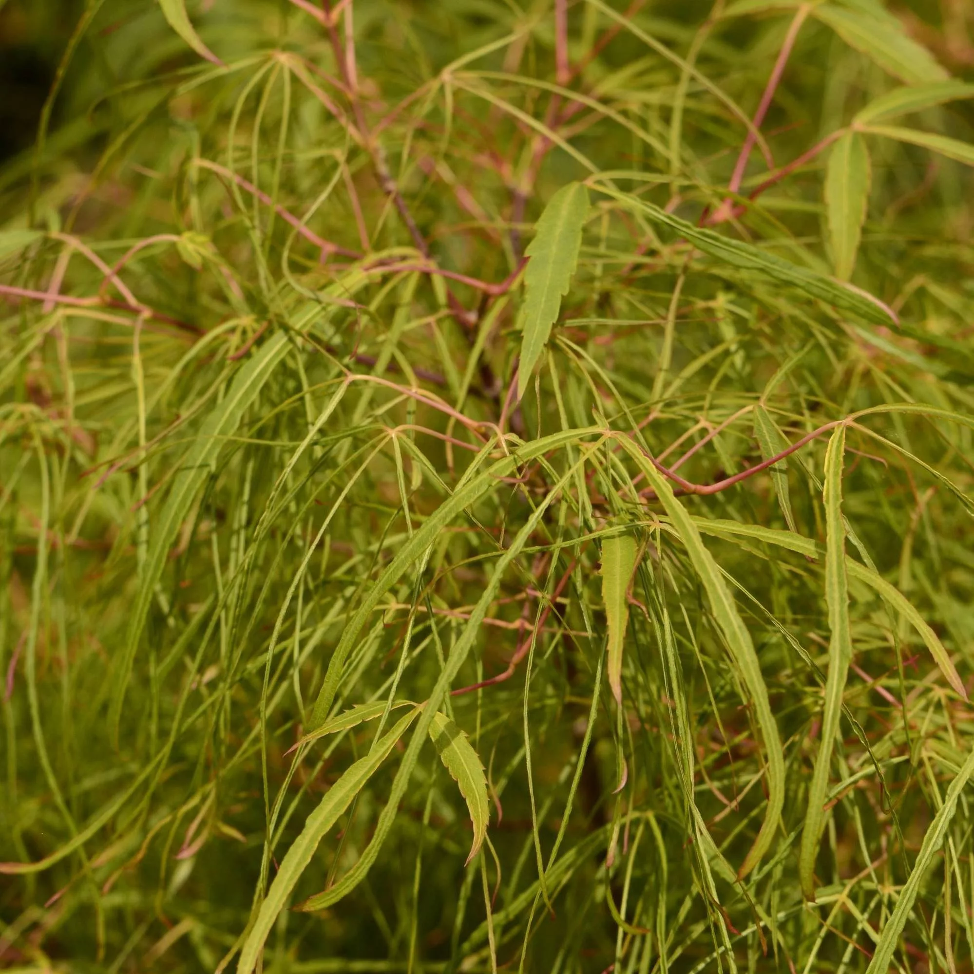 Acer palmatum "Koto-no-ito"