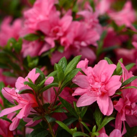 Azalea Encore "Empress"