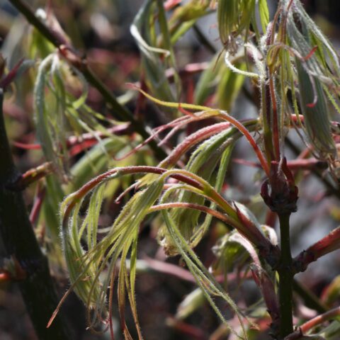 Acer palmatum "Koto-no-ito"