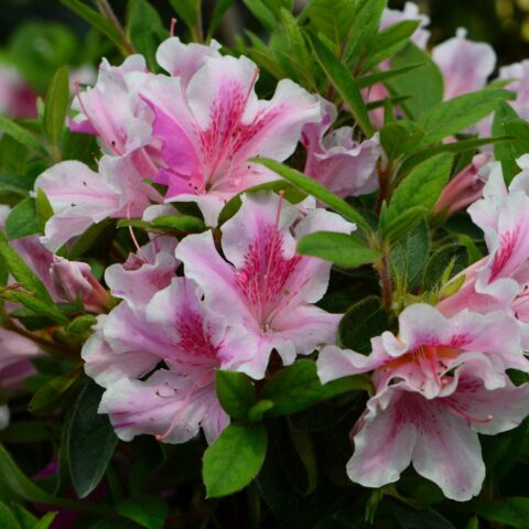 Azalea Encore "Twist"