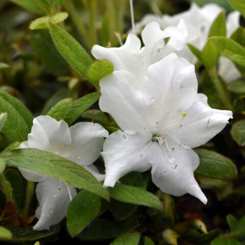Azalea Encore "Lily"