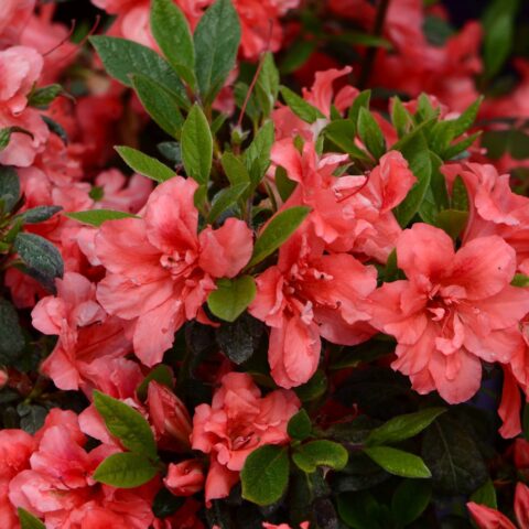 Azalea Encore "Princess"