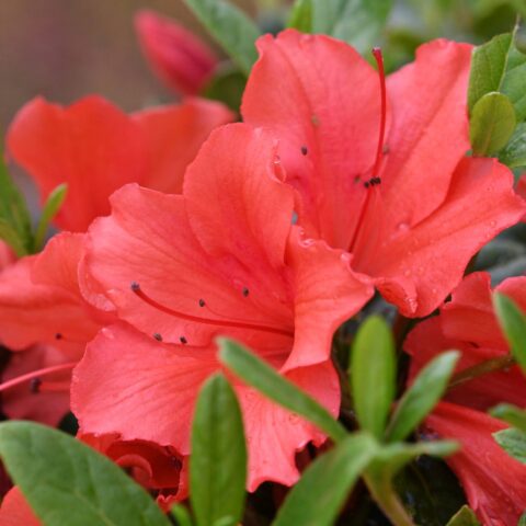 Azalea Encore "Sunset"