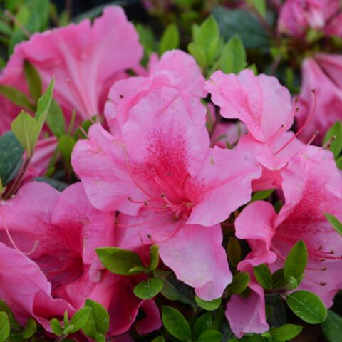 Azalea Encore "Carnival"